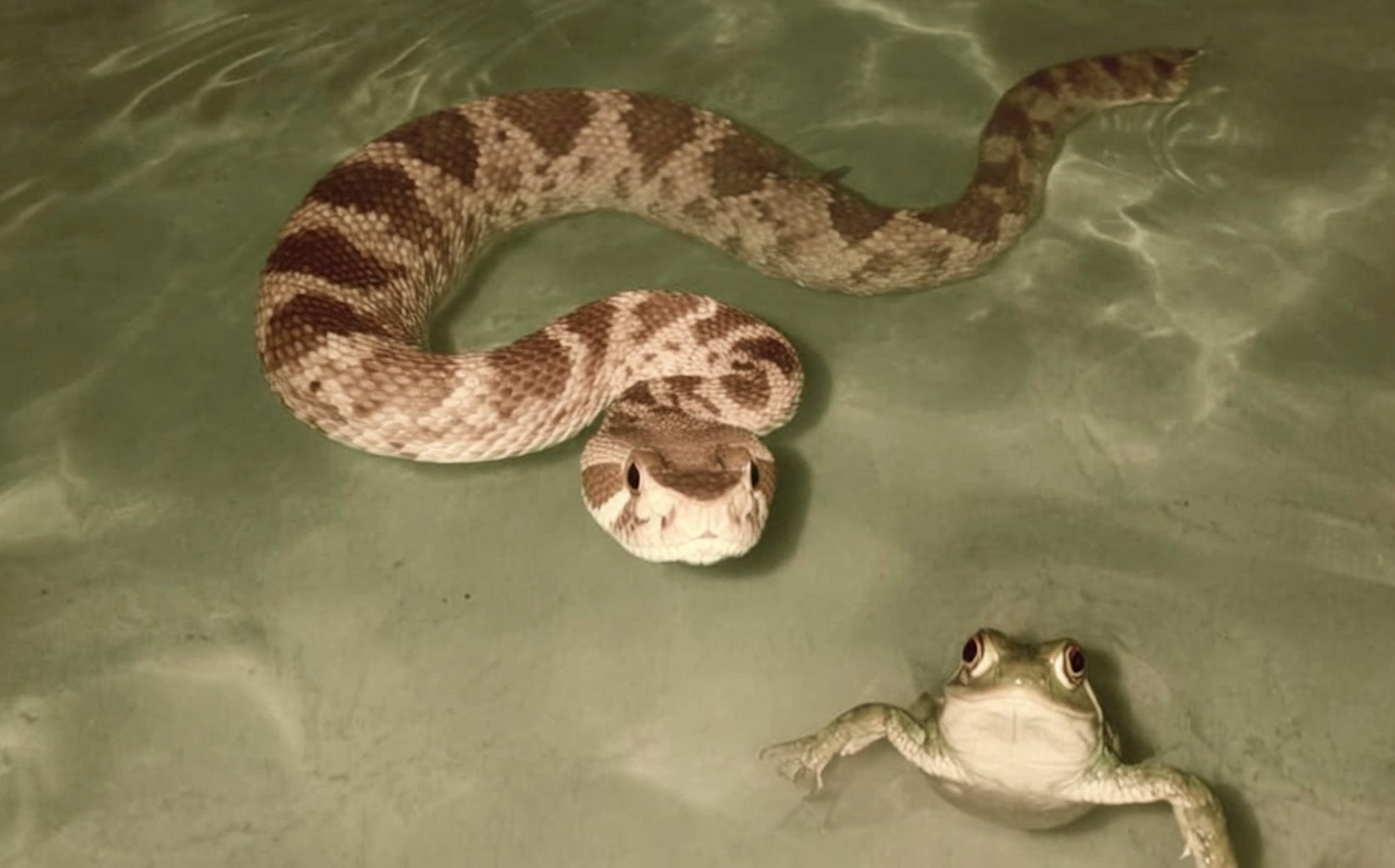 9 Creatures Found in Texas Hill Country Pools (And What to Do About Each)
